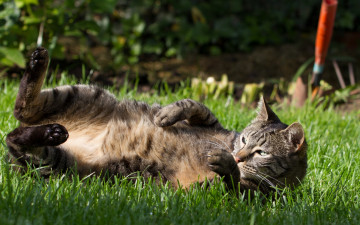 Картинка животные коты растения трава поднятые лапы