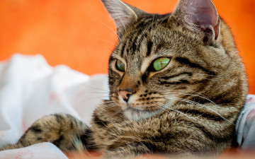 Картинка животные коты ткань морда
