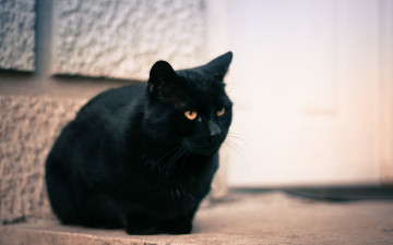 Картинка животные коты улица черный цвет