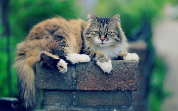 Картинка животные коты улица кирпич отдых