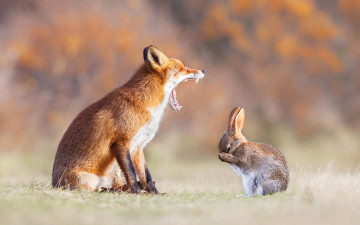 Картинка животные разные+вместе рот уши зубы лиса рыжий лапы заяц