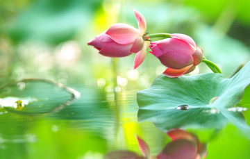 Картинка цветы лотосы лотос капли отражение бутоны вода