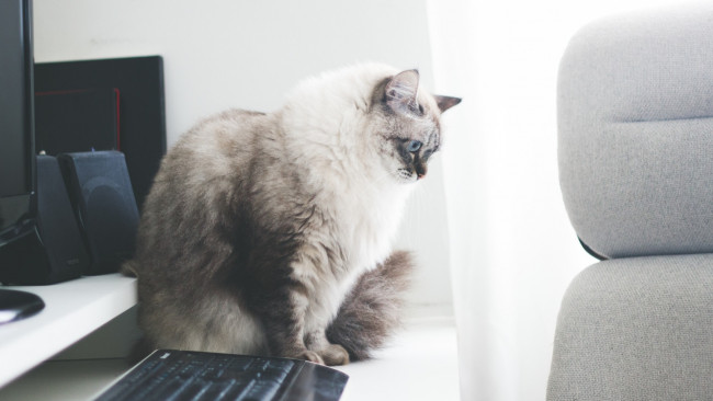 Обои картинки фото животные, коты, анфас, колонка, клавиатура