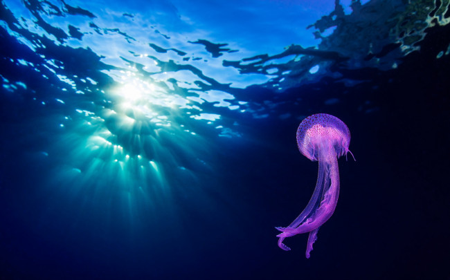 Обои картинки фото животные, медузы, природа, подводный, мир, океан, море