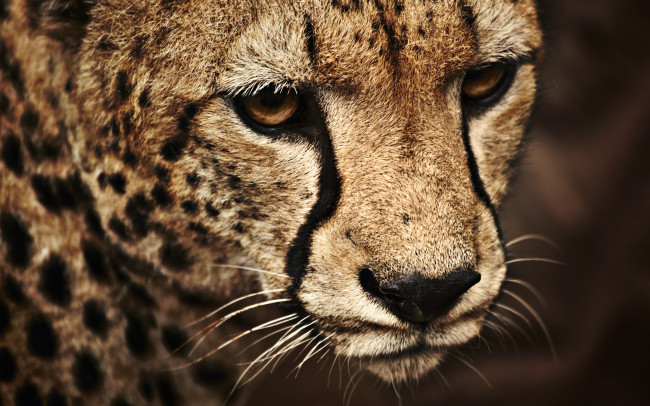 Обои картинки фото животные, леопарды, леопард, кошка, лицо, пятна, нос