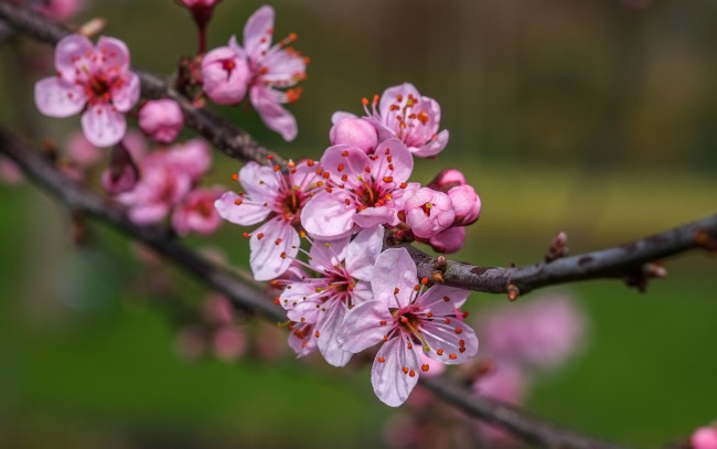 Обои картинки фото цветы, сакура,  вишня, фон, ветки, весна, вишня, цветение, природа