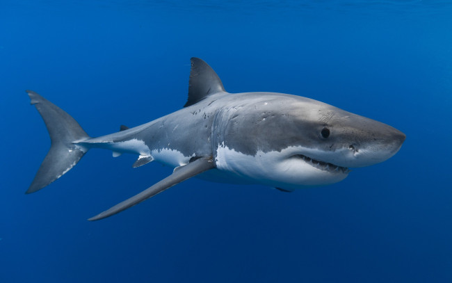 Обои картинки фото животные, акулы, подводный, мир, рыбы, море