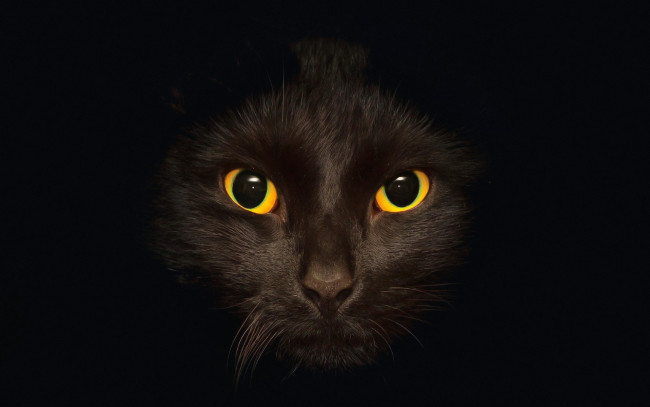 Обои картинки фото животные, коты, глаза, морда, черный, фон, профиль