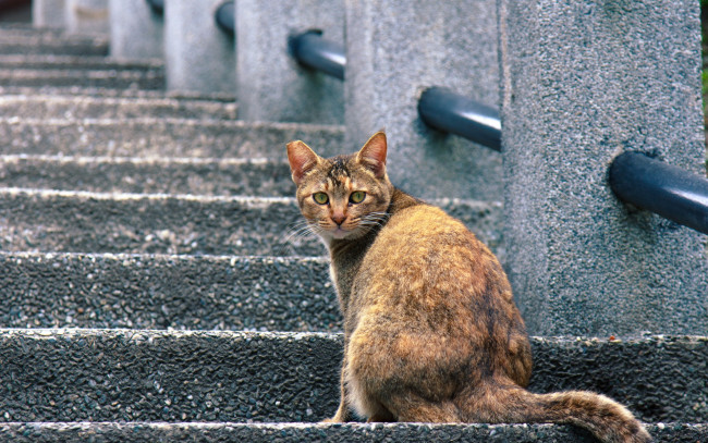 Обои картинки фото животные, коты, улица, ступени