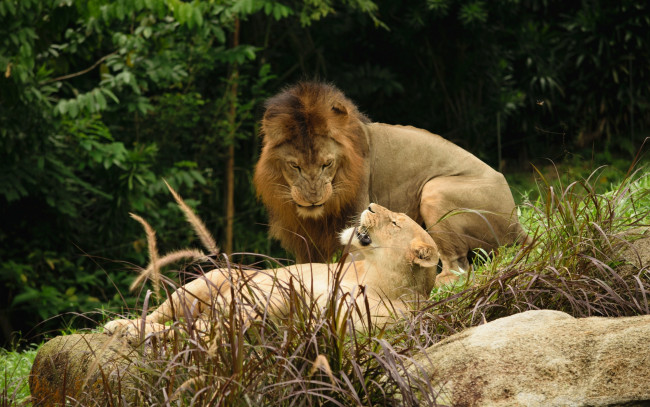 Обои картинки фото животные, львы, пара, камень, листва, львица, лев