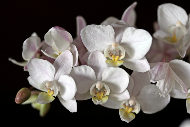 Обои картинки фото цветы, орхидеи, орхидея, белый, черный, фон, макро