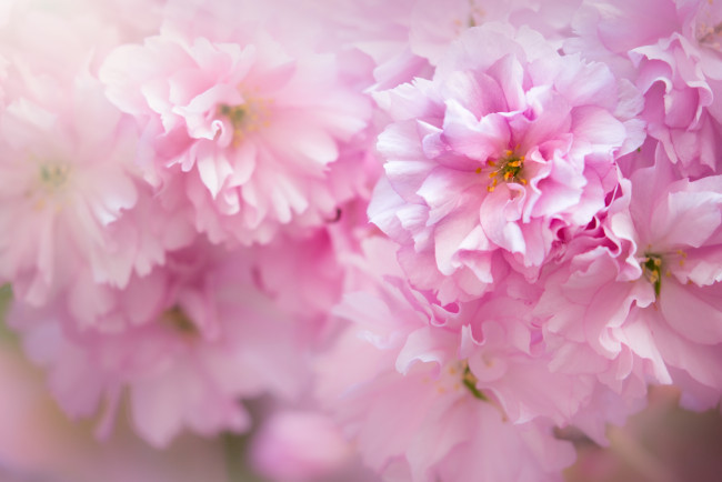 Обои картинки фото цветы, сакура,  вишня, розовый, макро, весна, цветение