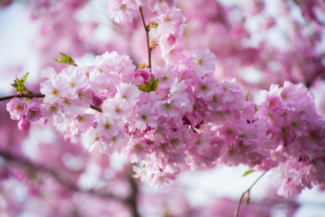 Обои картинки фото цветы, сакура,  вишня, весна, цветение, ветка, розовый