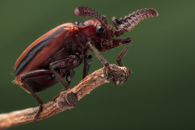 Обои картинки фото животные, насекомые, жук, пуссена, насекомое, макро