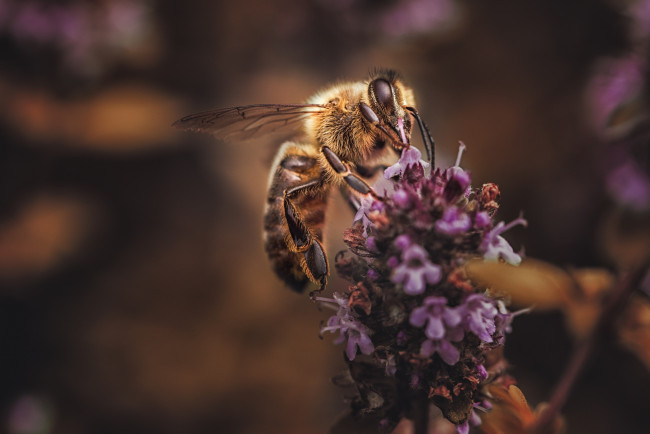Обои картинки фото животные, пчелы,  осы,  шмели, насекомое, макро, пчелка, цветы, лаванда, фон