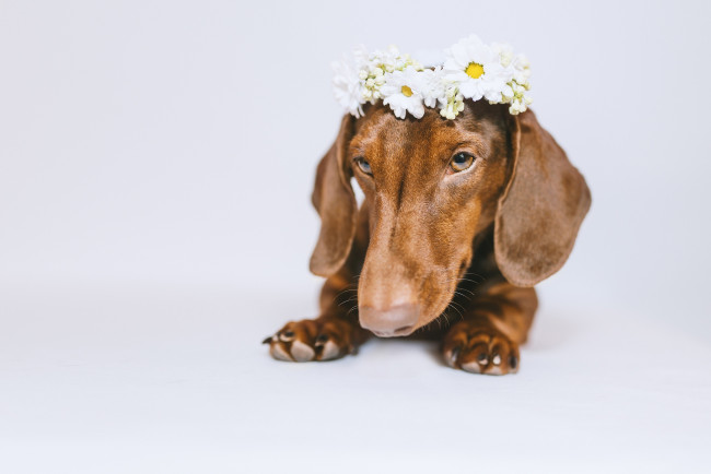 Обои картинки фото животные, собаки, лицо, белый, фон, собака, венки, фоны, цветы