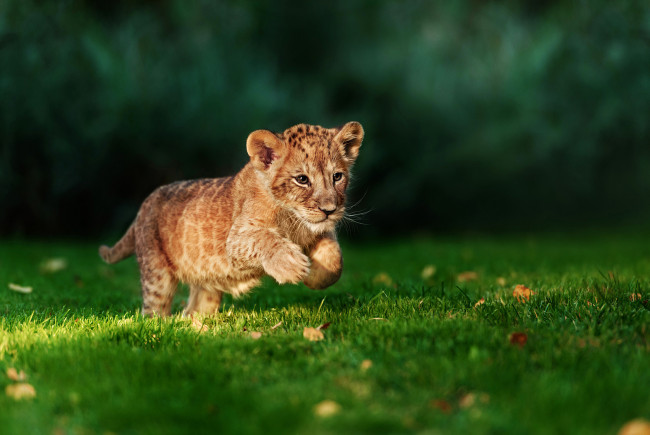 Обои картинки фото животные, львы, хищник, трава, лев, бег, охотник