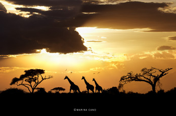 Картинка животные жирафы деревья саванна силуэты закат