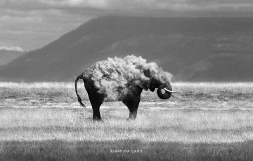 Картинка животные слоны слон пыль саванна гора