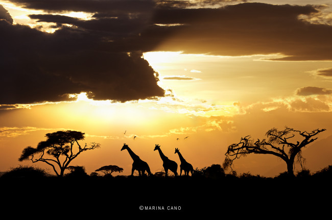 Обои картинки фото животные, жирафы, деревья, саванна, силуэты, закат