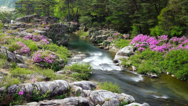 Обои картинки фото природа, реки, озера, горная, река, камни, цветы