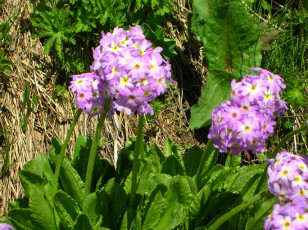 Картинка цветы приэльбрусья примулы