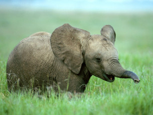 обоя baby, african, elephant, животные, слоны