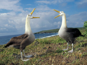 Картинка courtship display waved albatross galapagos животные альбатросы