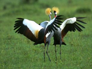 обоя crowned, cranes, in, full, splendor, животные, журавли