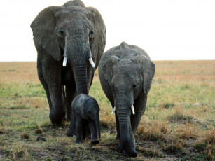 обоя family, ties, african, elephants, животные, слоны