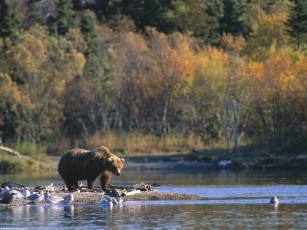 обоя staking, his, claim, brown, bear, alaska, животные, медведи