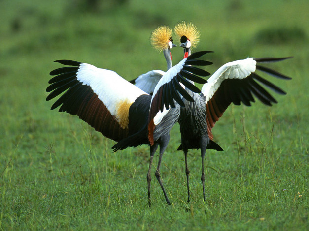 Обои картинки фото crowned, cranes, in, full, splendor, животные, журавли