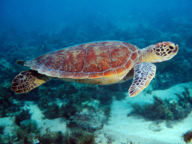 Обои картинки фото swimming, sea, turtle, животные, Черепахи