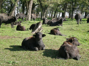 Картинка животные коровы буйволы