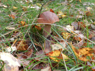 Картинка осень природа грибы лес