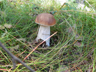 Картинка осень природа грибы лес