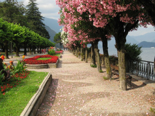Картинка природа парк комо клумба италия