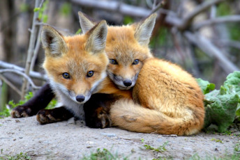 Картинка животные лисы рыжий малыши