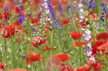 Картинка цветы луговые полевые маки луг