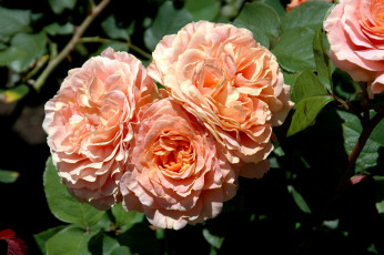 Картинка цветы розы кремовый куст