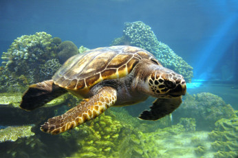 Картинка животные Черепахи море