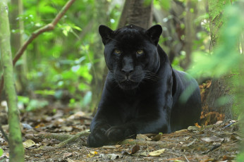 Картинка животные пантеры леопард ягуар черный