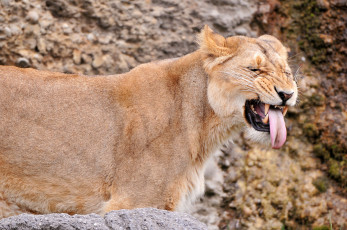 Картинка животные львы львица язык