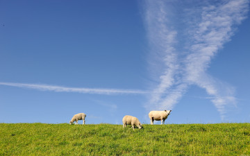 Картинка животные овцы бараны луг