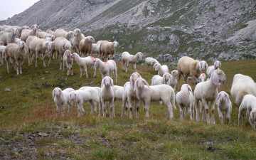 Картинка животные овцы бараны стадо