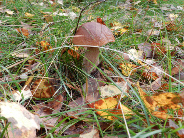 Обои картинки фото осень, природа, грибы, лес