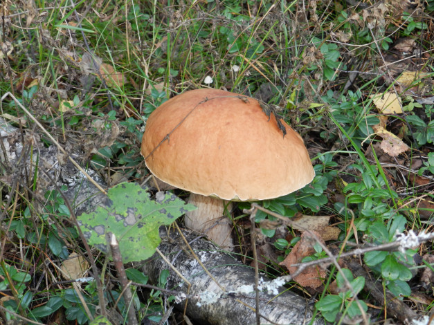 Обои картинки фото осень, природа, грибы, лес