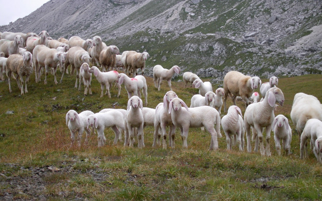 Обои картинки фото животные, овцы, бараны, стадо