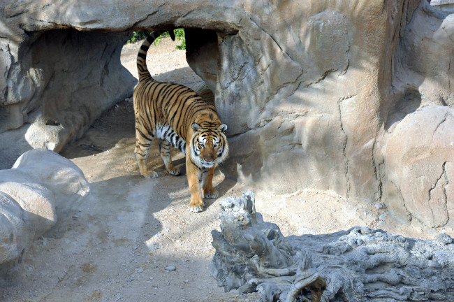 Обои картинки фото животные, тигры, грот