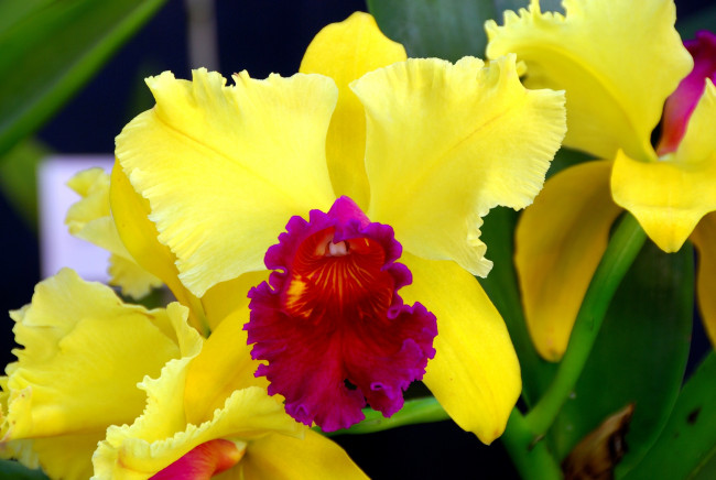 Обои картинки фото цветы, орхидеи, экзотика, яркий, малиновый, желтый